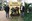 Presentació del projecte de renovació del patrimoni vegetal del Parc Samà