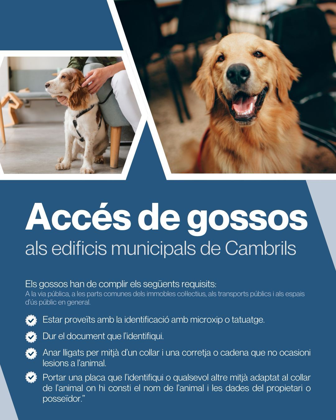 Requisits per l'accés de gossos als edificis municipals