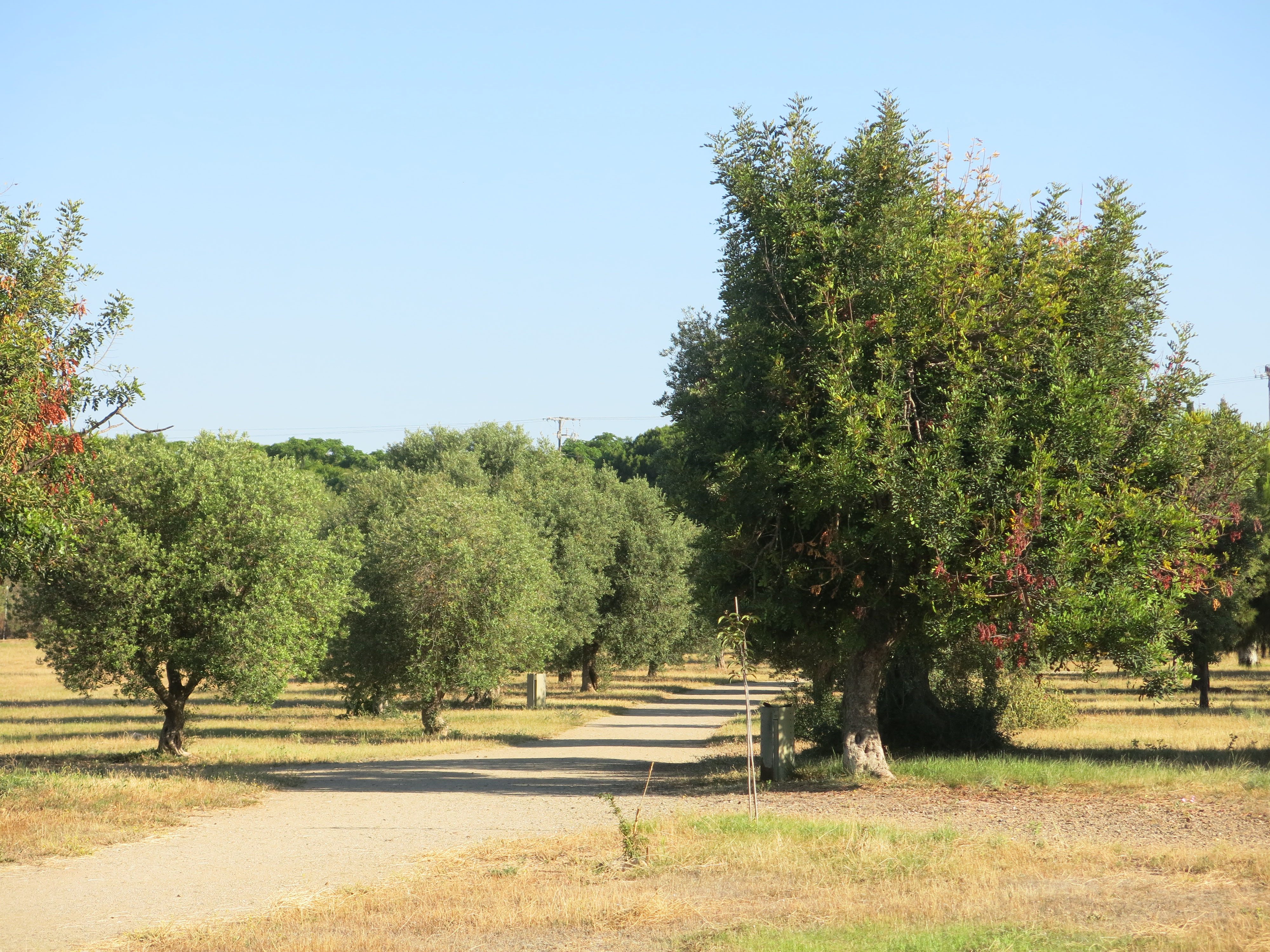 "garroferioliveres.jpg"