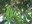 "garrofes.jpg"