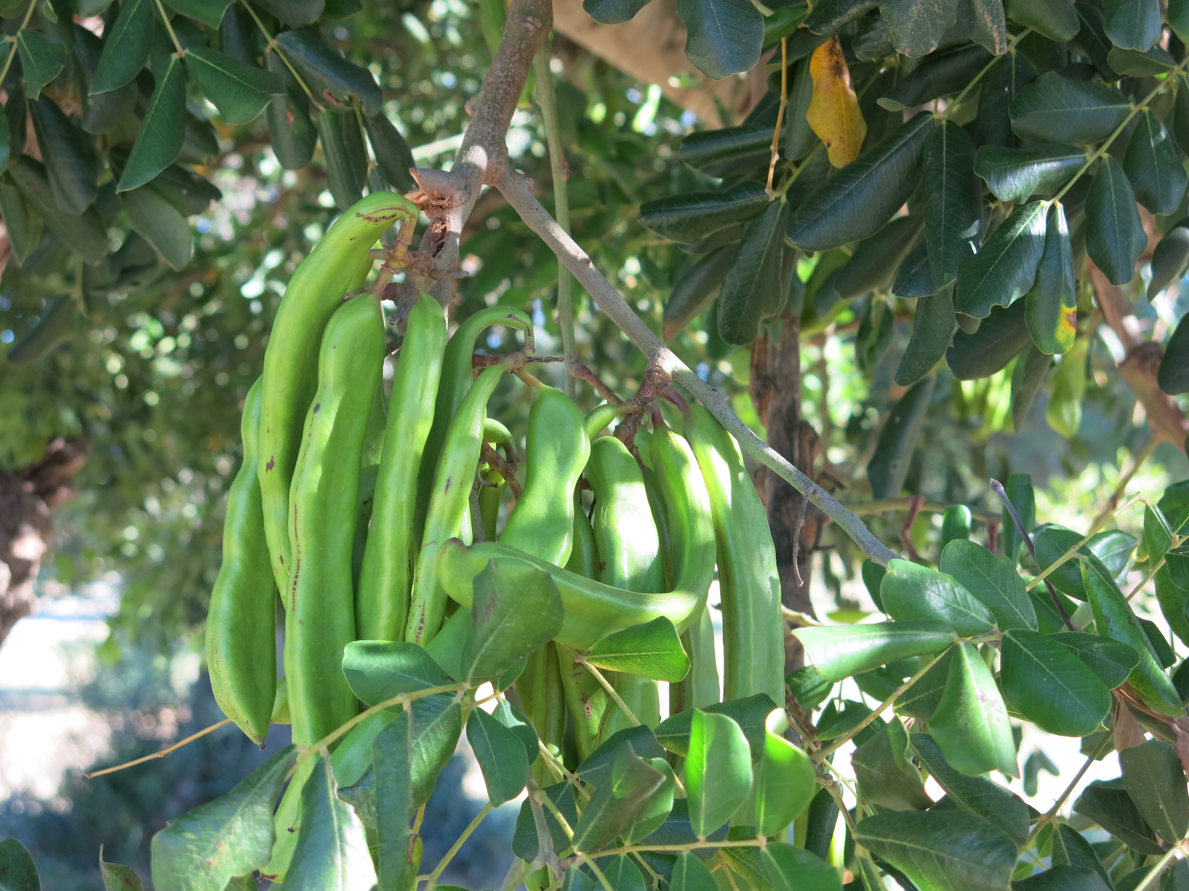 "garrofes.jpg"