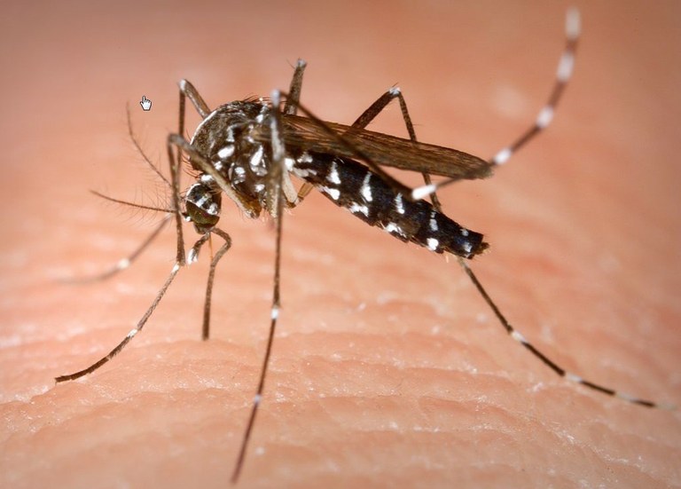 L’Ajuntament de Cambrils posa en marxa una campanya informativa per controlar el mosquit tigre .