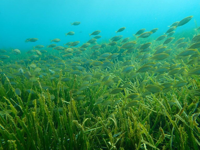 L’Ajuntament de Cambrils recorda la normativa per protegir la reserva marina del Cavet .