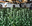 "171116-Mossos-PLCambrils-plantacio-indoor-marihuana-02.gif"