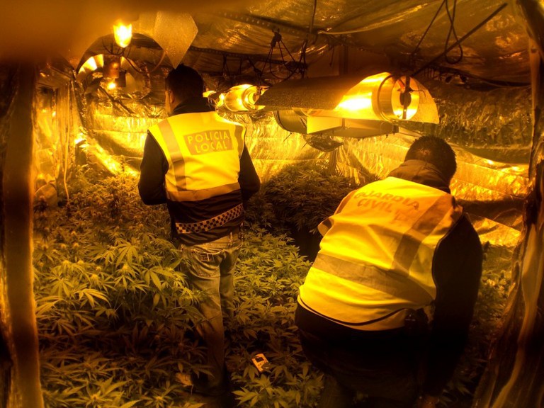 La Policia Local de Cambrils i la Guàrdia Civil desmantellen una plantació marihuana.