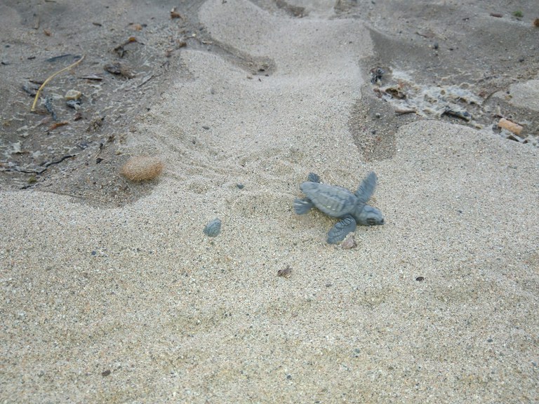 "tortugues1.jpg"