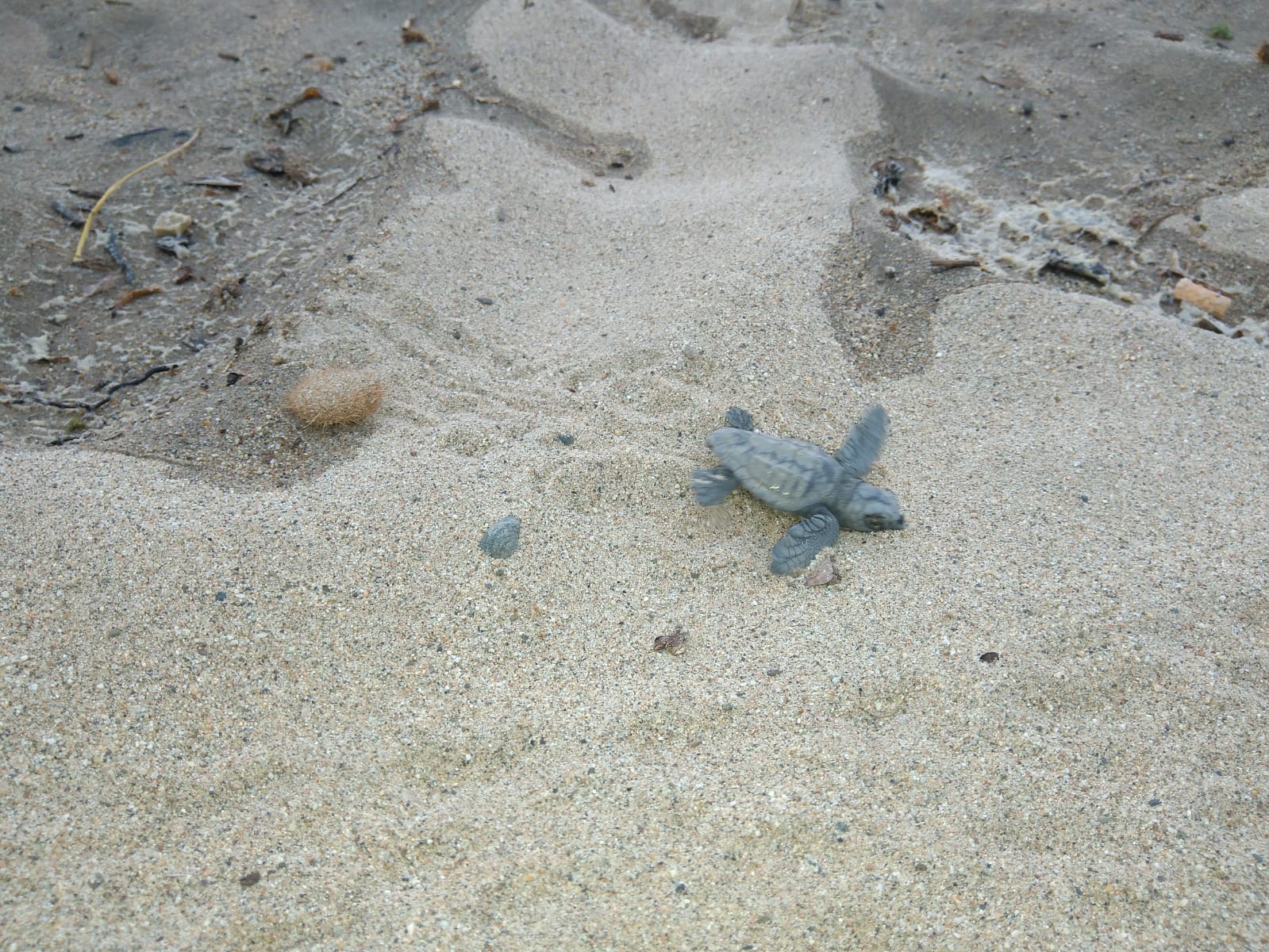 "tortugues1.jpg"