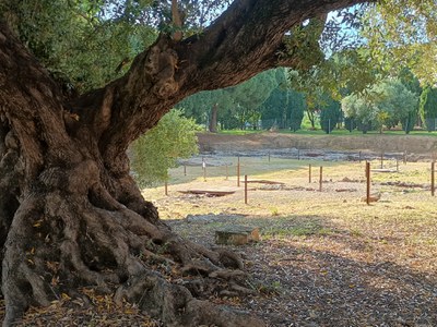 <bound method DexterityContent.Title of <Event at /fs-cambrils/cambrils/ca/serveis/museu/agenda/conferencia-la-biodiversitat-de-l2019olivera>>.